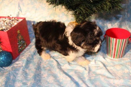 havanese-puppies